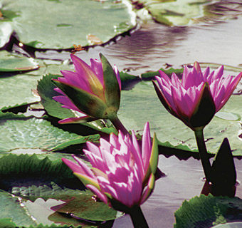 Flowers growing on lilypads in a pond.
