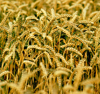 A field of wheat