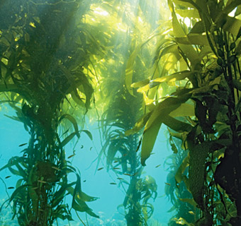 Giant kelp bed in the ocean.