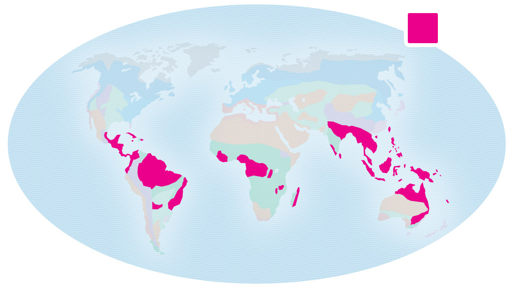 Map of Earth showing the locations of tropical rainforest in South America, Central America, mid-Africa, Australia, and much of southern Asia.