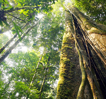 Looking up at the tropical rainforest canopy.