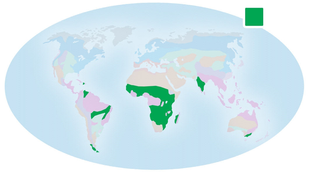 Map of Earth showing locations of savanna in central Africa, India, and a small part of South America.
