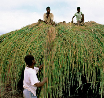 Boys use long grasses to thatch the roof of a hut.