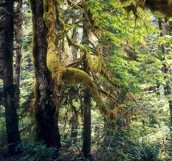 Moss on trees