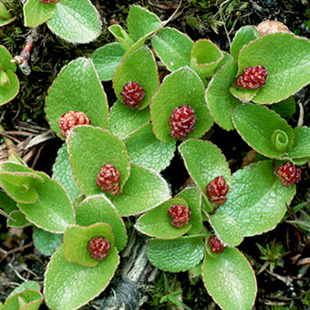 Plant with oval leaves and berries.