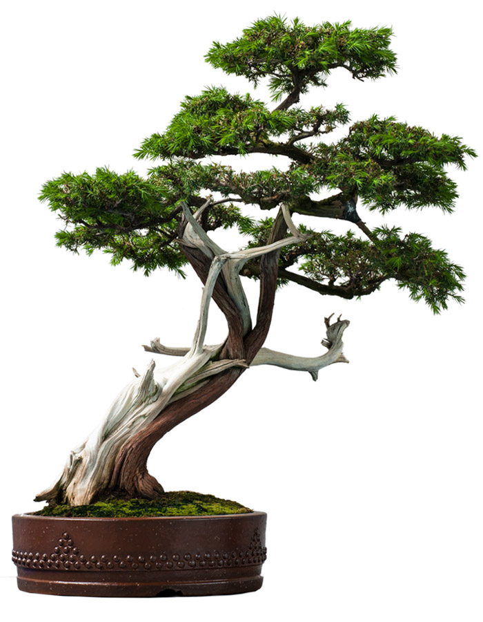 Bonsai tree in a stand.