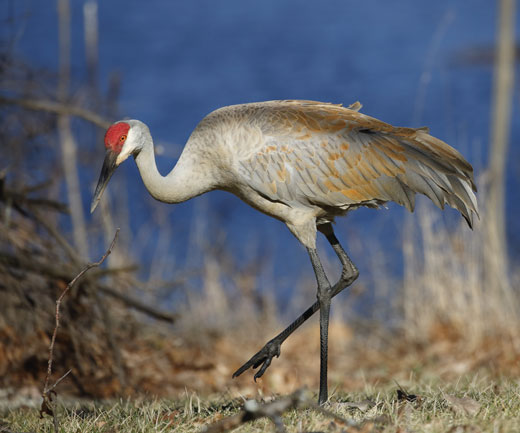 Crane walking on the shore of a lake.