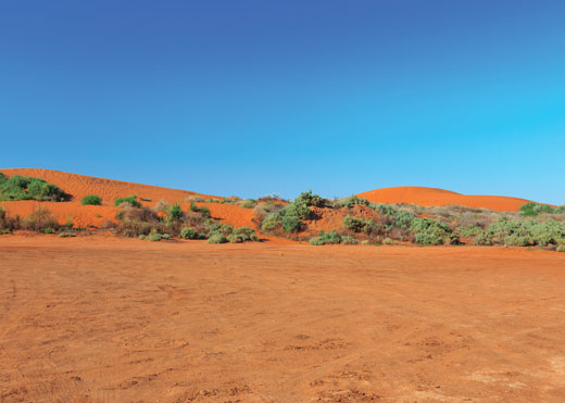 Desert with some low plants growing in the sand.