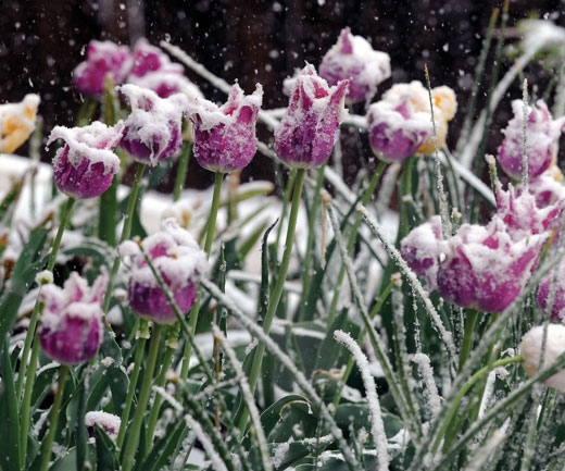 Group of flowers with snow on them.