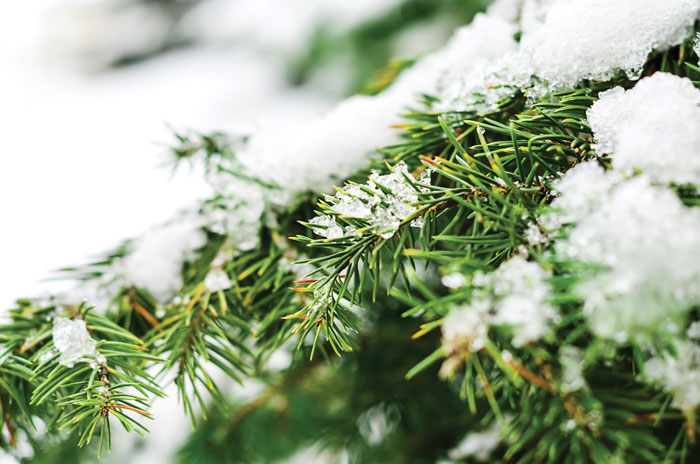 Spruce tree with snow.