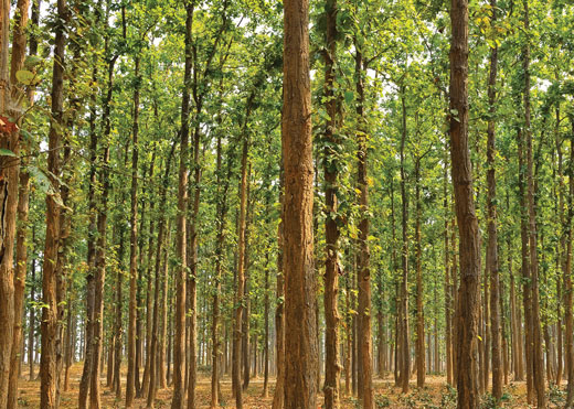 View looking up from the ground at thin trees.