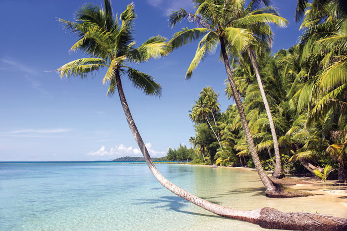 A tropical beach with clear water, white sand, and palm trees. 