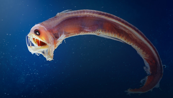 A viper fish.