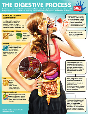 digestive system model for kids