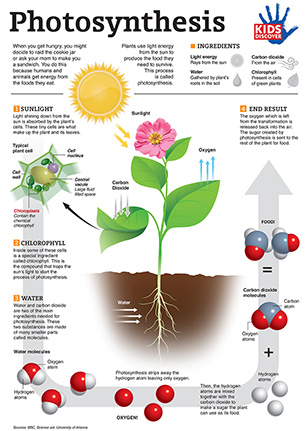 photosynthesis for kids powerpoint