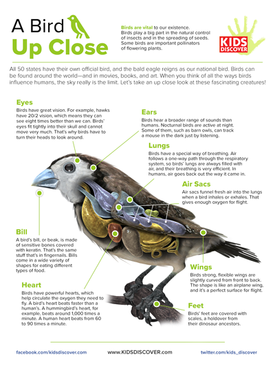 A Bird Up Close | Kids Discover Online