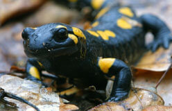 History, Evolution, and Traits of Amphibians | Kids Discover Online