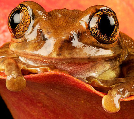 Amphibians | Kids Discover Online